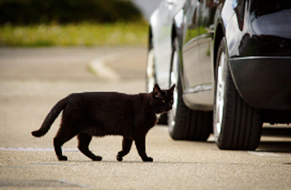 Task force per difendere il gatto nero dalle superstizioni