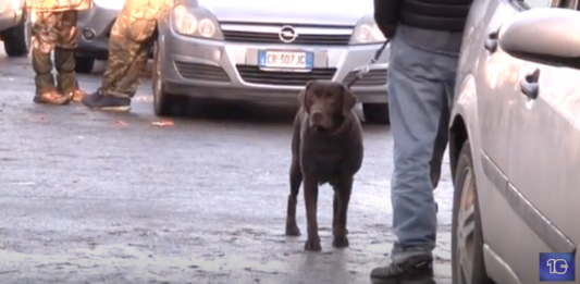 operazione anti-randagismo