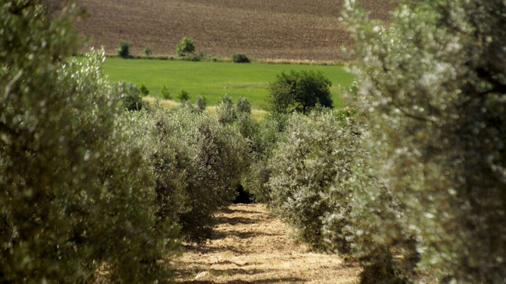 Conoscere l'Olio EVO nel Lazio: tutte le varietà e le caratteristiche 1