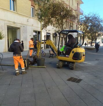 nuovi alberi nel Centro storico