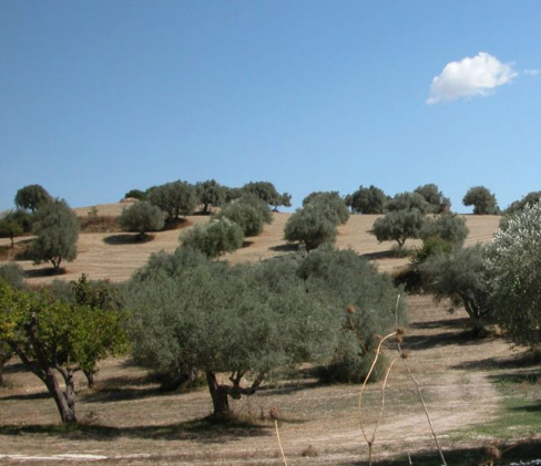 La cultura dell'olio scoperta nei musei e negli antichi frantoi del Lazio 5