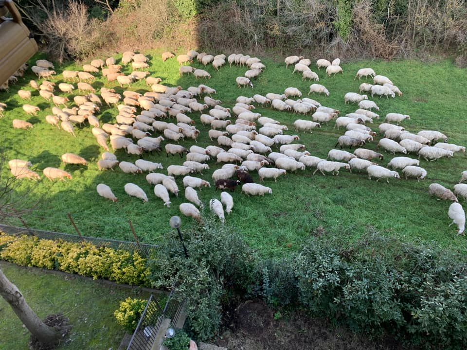 Roma, pecore in transumanza nel quartiere: traffico bloccato (VIDEO) 1
