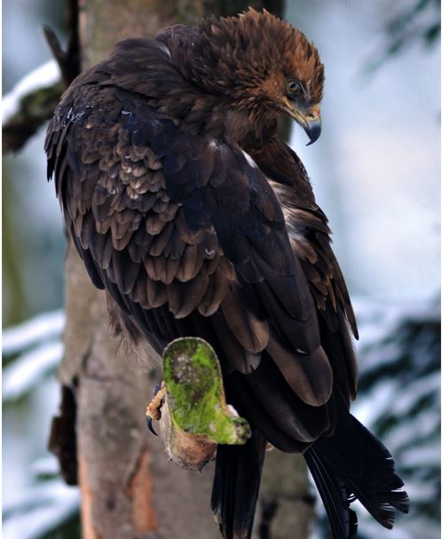 Aquila uccisa a Licenza: apparteneva alla storica coppia emblema di biodiversità 1