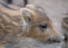Da giorni i cuccioli di cinghiale vengono avvistati soli, senza la madre, su via di Villa di Plinio: gli animali si muovono sulla carreggiata al confine con la pineta, con il rischio concreto di causare incidenti