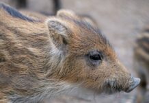 Da giorni i cuccioli di cinghiale vengono avvistati soli, senza la madre, su via di Villa di Plinio: gli animali si muovono sulla carreggiata al confine con la pineta, con il rischio concreto di causare incidenti