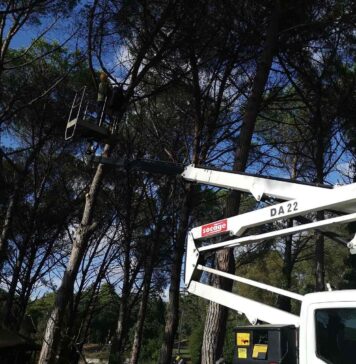 Potature e abbattimenti di alberi nel Comune di Fiumicino: le strade interessate dagli interventi