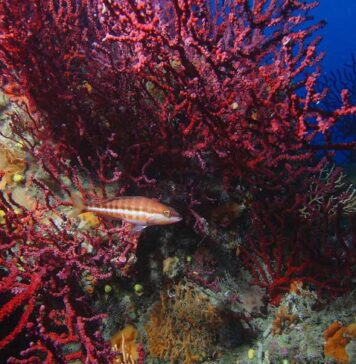 Ostia, giornata per famiglie: alla scoperta del mare e delle secche di Tor Paterno