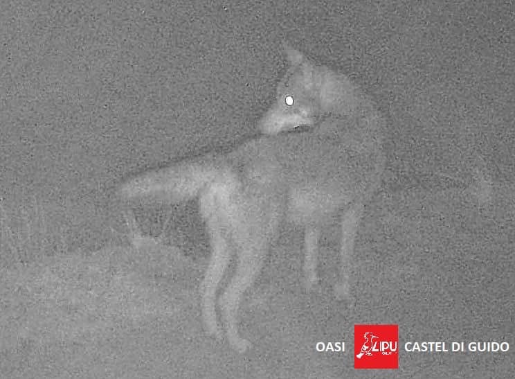 Sorpresa nell'oasi: Anco Marzio e Galeria, nuova coppia di lupi 1