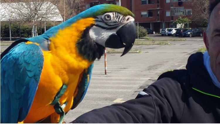 Fiumicino: il pappagallo Mario, star della cittadina portuale 1