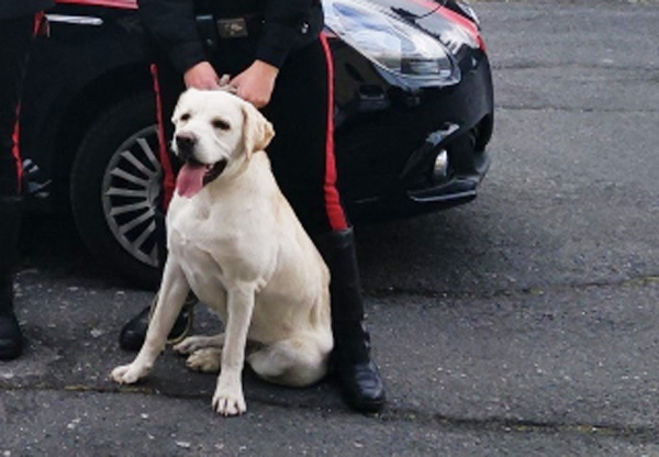 Labrador salvato dai Carabinieri: trovato il proprietario grazie al microchip 1