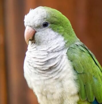 pappagalli tropicali