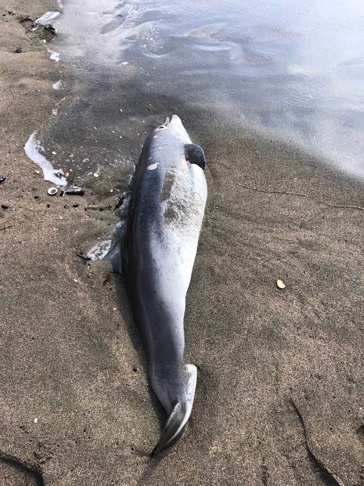 Ostia, a riva il corpo di un cucciolo di delfino: morto forse per la perdita della mamma 4