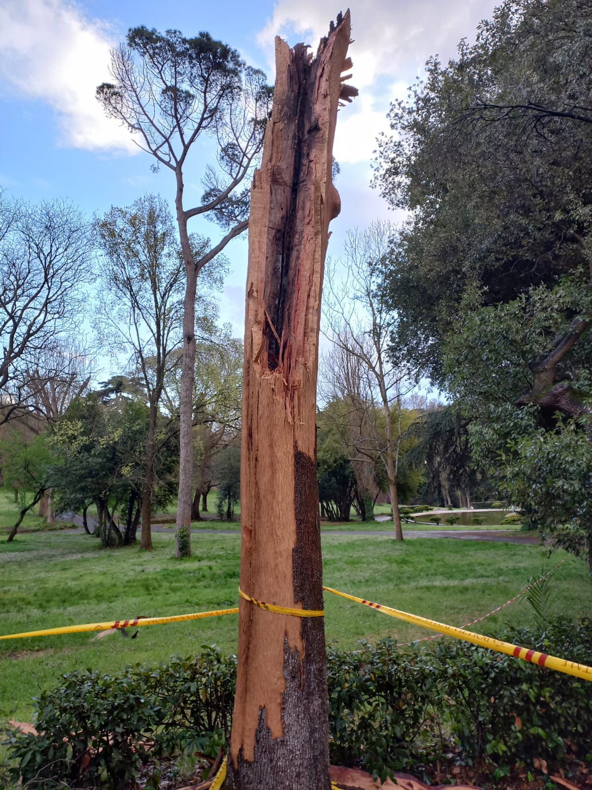 Cade albero a Villa Borghese: ferite due donne 12
