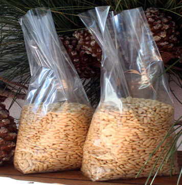 pinolo fregene