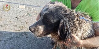 cane salvato polizia locale