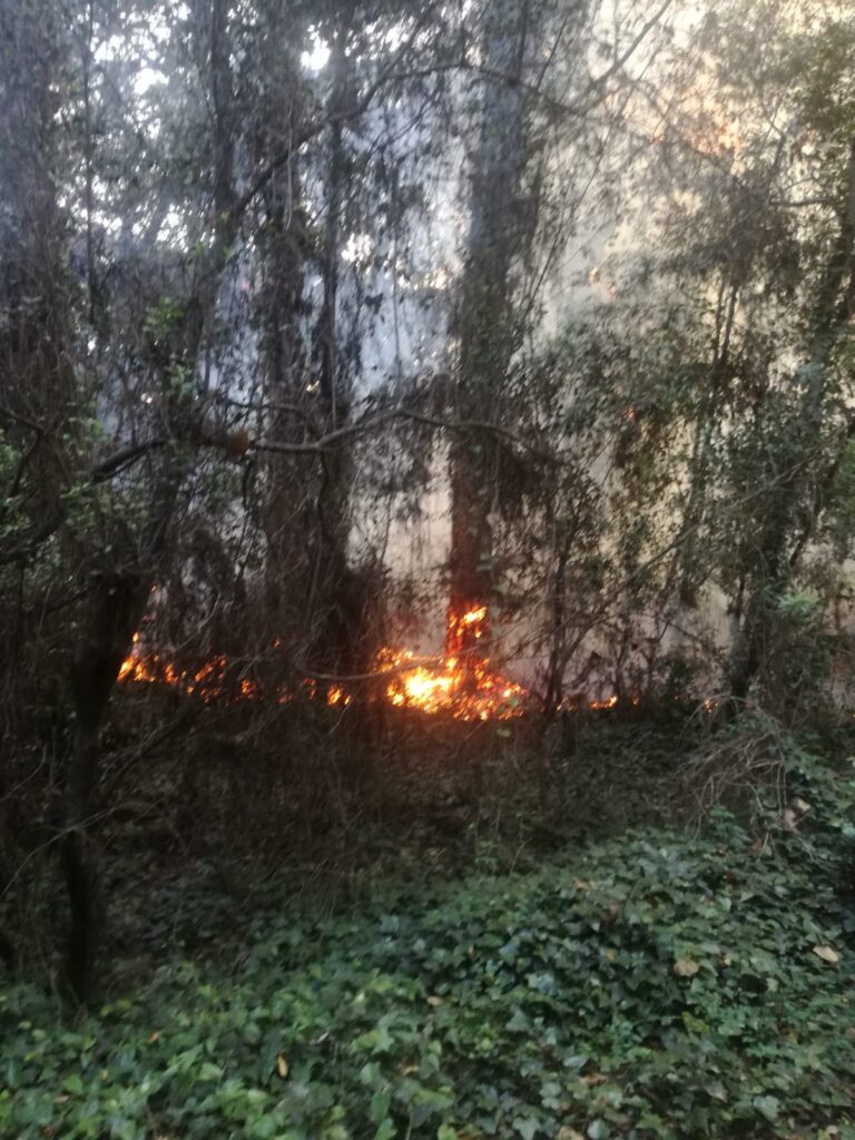 Incendio nella pineta di Castelfusano: è il primo della stagione (VIDEO) 1