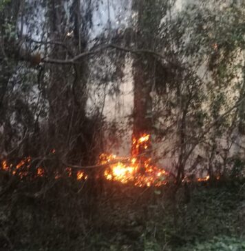 incendio pineta castel fusano