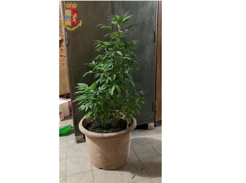 Guidonia, ricercato per rapina, aveva in casa una pianta di marijuana: arrestato 1