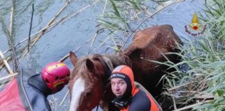 cavallo fiume aniene