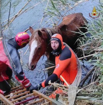 cavallo fiume aniene