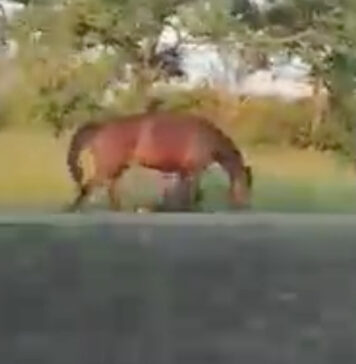 cavallo pontina