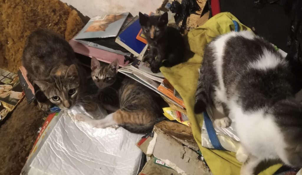Sabaudia, quaranta gatti tra i rifiuti: sgomberata casa-discarica 1
