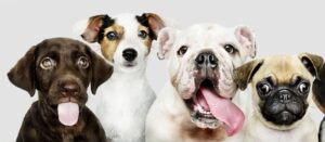 microchip day