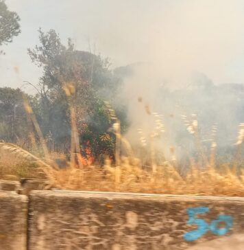 incendio pineta