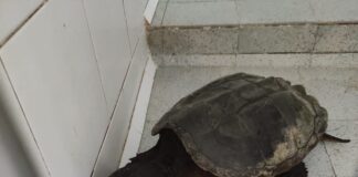 tartaruga azzannatrice