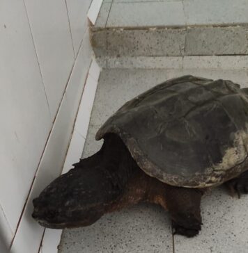 tartaruga azzannatrice