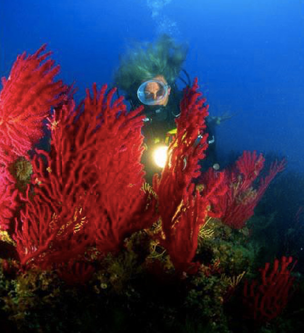 Vi mostriamo la incredibile barriera corallina di Ostia (VIDEO) 1