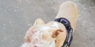pitbull