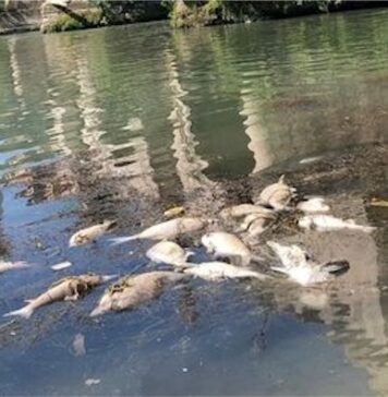 moria pesci tevere