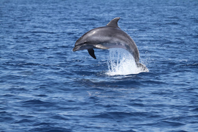 Delfini avvistati a largo di Torvaianica: tra le onde decine di esemplari con i cuccioli (VIDEO) 1