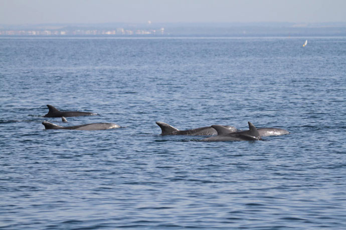 Delfini avvistati a largo di Torvaianica: tra le onde decine di esemplari con i cuccioli (VIDEO) 2
