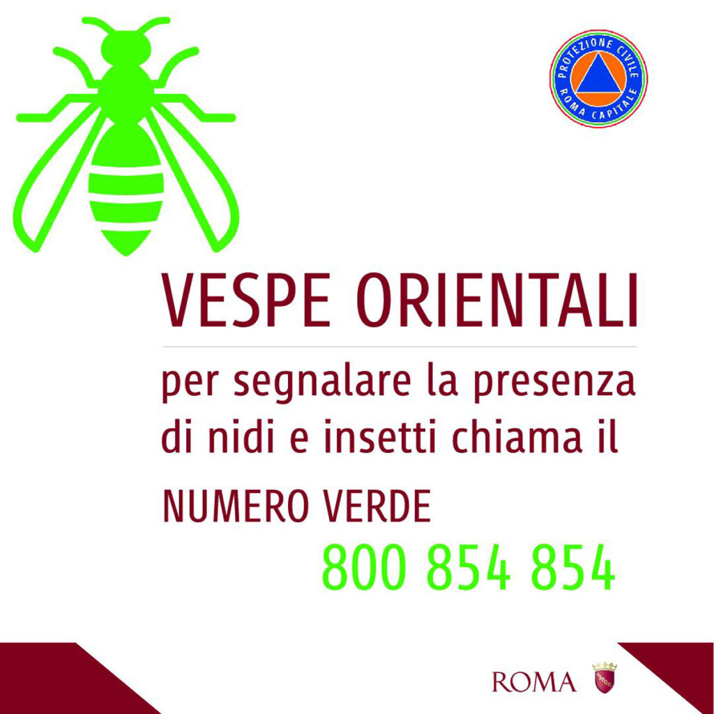 Vespa Orientalis, il Comune di Roma attiva un numero verde per segnalare i pericolosi nidi 1