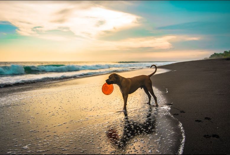 Al mare dal 10 maggio, cani ovunque, divieto di fumo e no ai pasti in cabina: tutte le regole sulle spiagge di Roma 2