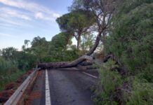 TEMPORALE albero caduto strada chiusa