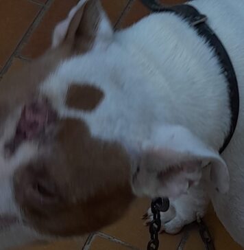 maltrattamenti cani