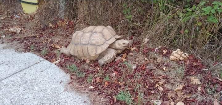 Guidonia, enorme tartaruga trovata a spasso per la città 1