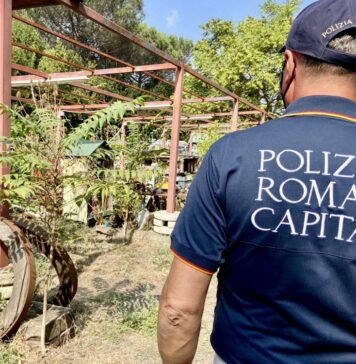 vigili campo rom
