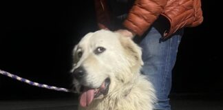 TIVOLI-CANI-CONTROLLI-TAPPETO-