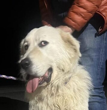 TIVOLI-CANI-CONTROLLI-TAPPETO-
