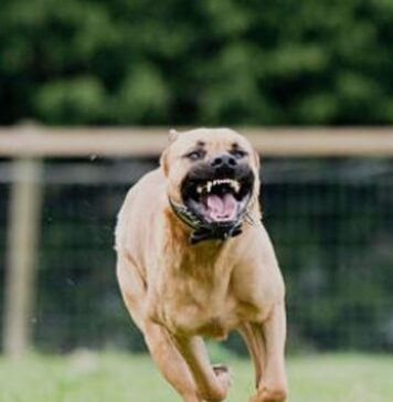 Ardeatina: uomo arrestato con pitbull ferisce carabinieri