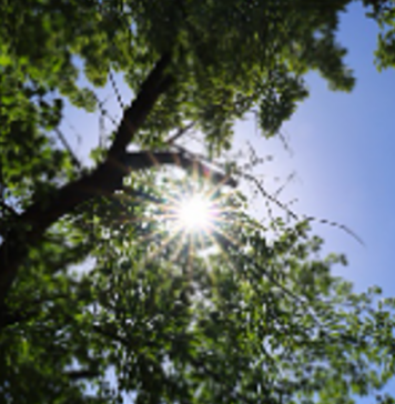 ROMA-ALBERI-PIANTATI-PARCO-MONTE-MARIO-