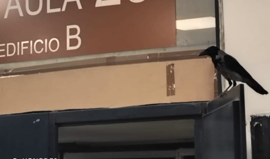 Topi e cornacchie, il tribunale di Roma sempre più animalesco 3