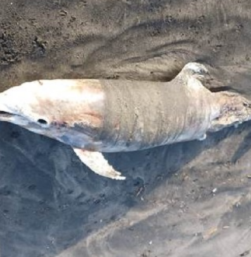 DELFINO-MORTO-CETACEO-LUGLIO-FIUMICINO