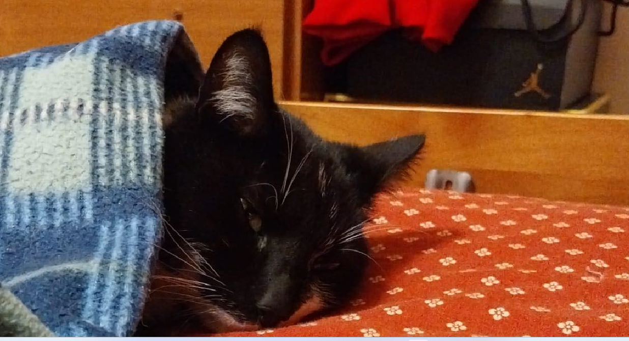 Fiumicino, il gatto Jerry ferito gravemente con un fucile a piombini: la denuncia della proprietaria 2