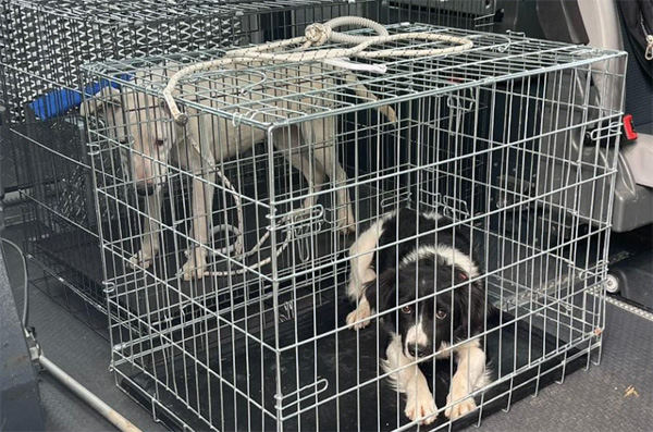 Acilia, nell'accampamento Rom abusivo: cani abbandonati tenuti a catena 1
