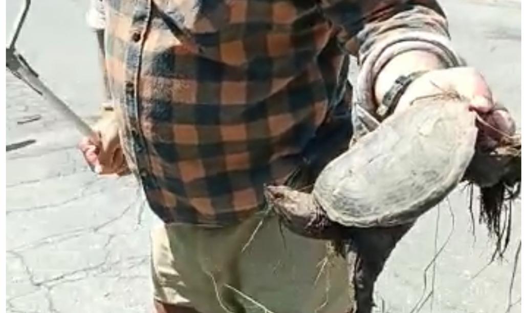 Tartaruga azzannatrice scovata a Roma: l'insolito incontro in un sentiero di Torre Flavia 1 Tartaruga azzannatrice scovata a Roma: l'insolito incontro in un sentiero di Torre Flavia 1